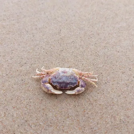 Willa Wiselka Wisełka