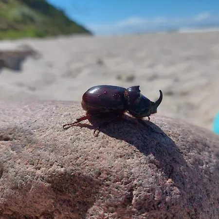 Проживание в семье Willa Wiselka Виселка