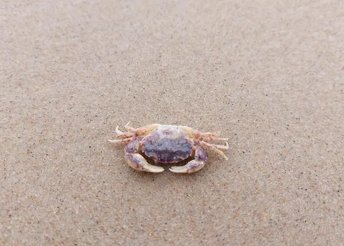 Willa Wiselka Wisełka