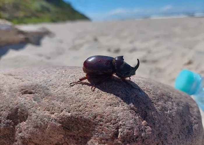 ホームステイ Willa Wiselka Wisełka